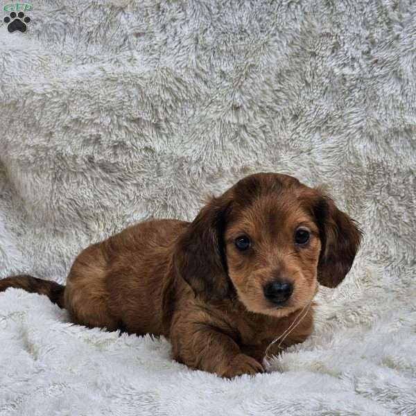 Teddy, Dachshund Puppy